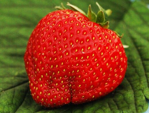 Aardbeien - Fragaria Korona - 3 stuks